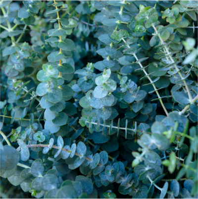 Eucalyptus Blue Mallee