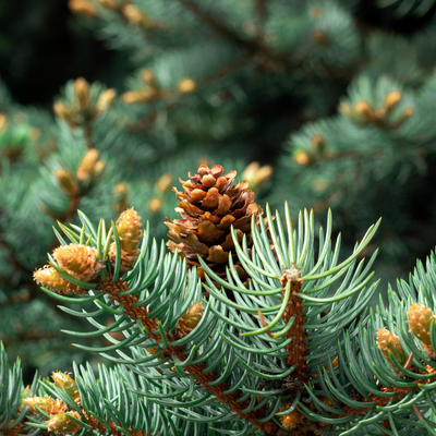 Spruce Black