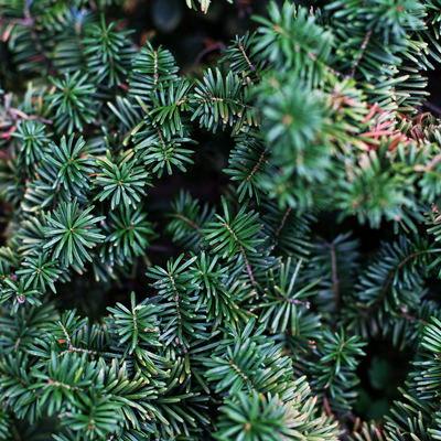 Fir
