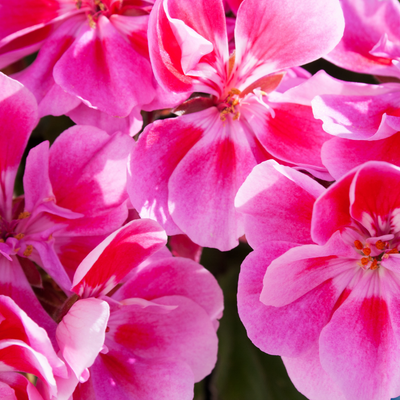 Geranium Rose