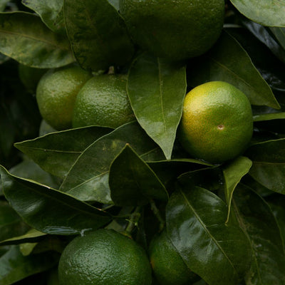 Green Mandarin