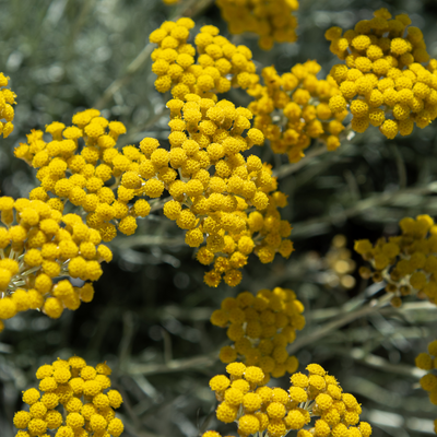Helichrysum