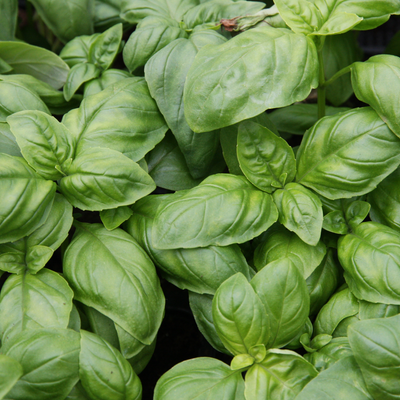 Holy Basil