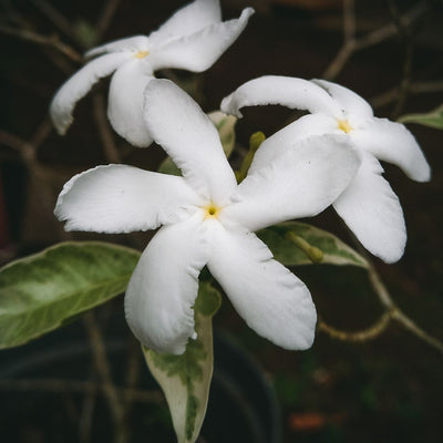 Jasmine 