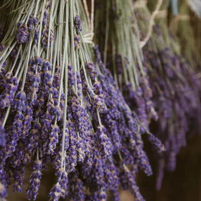 Lavender  