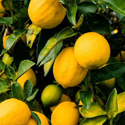 Lemon