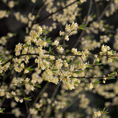 Litsea Cubeba