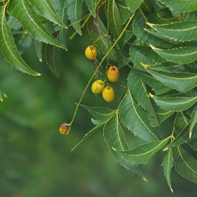 Neem Seed