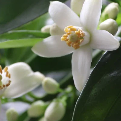 Neroli
