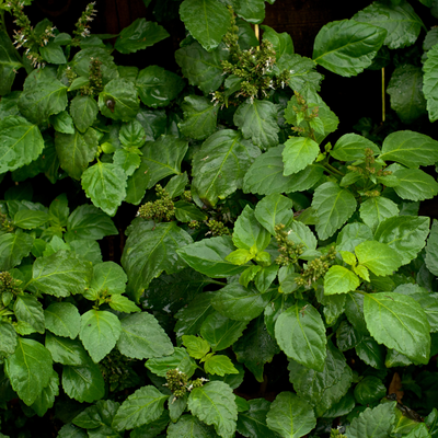 Patchouli