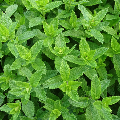 Peppermint