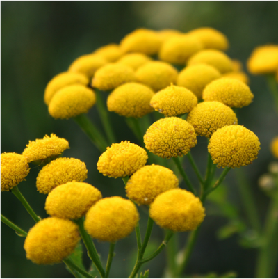 Blue Tansy