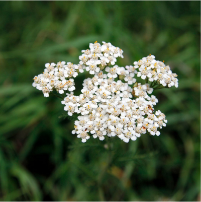 Blue Yarrow