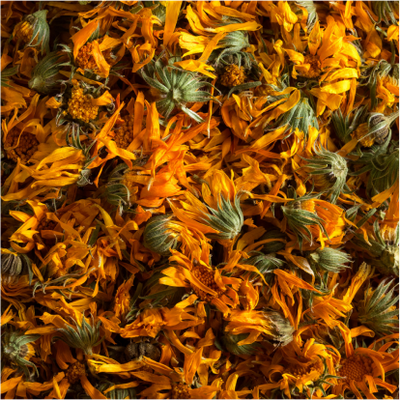 Calendula