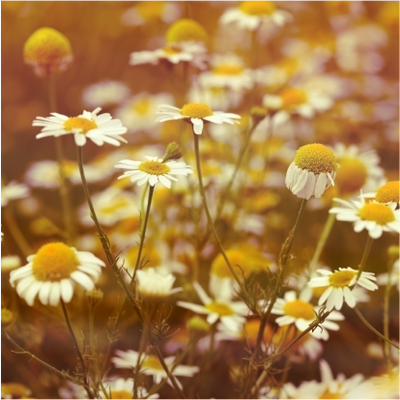 Cape Chamomile