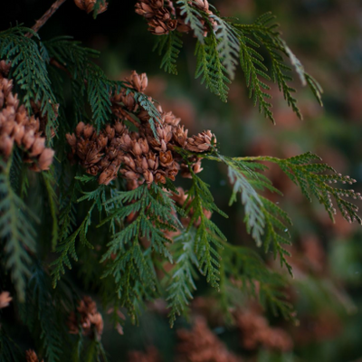 Cedarwood