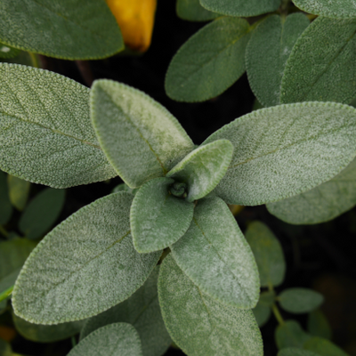 Clary Sage