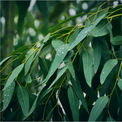 Eucalyptus Narrow Leaf