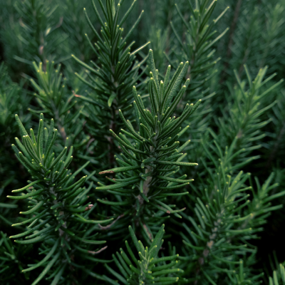 Rosemary