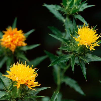 Safflower