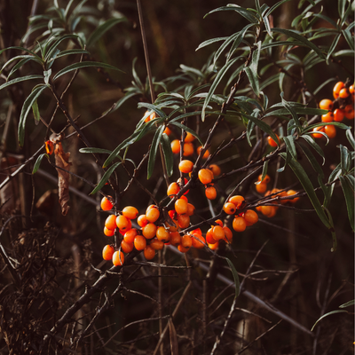 Sea Buckthorn