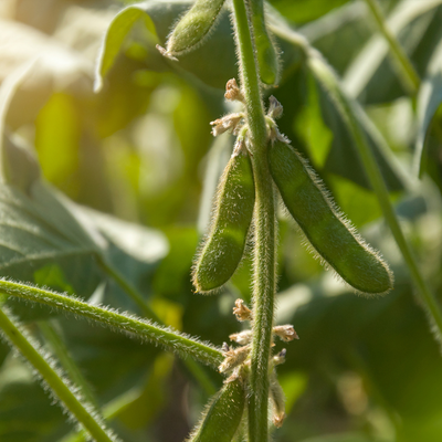 Soybean