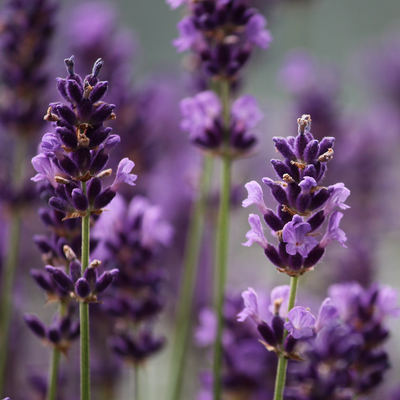 Spike Lavender