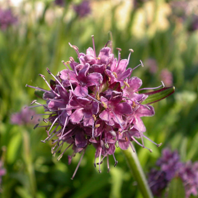 Spikenard 