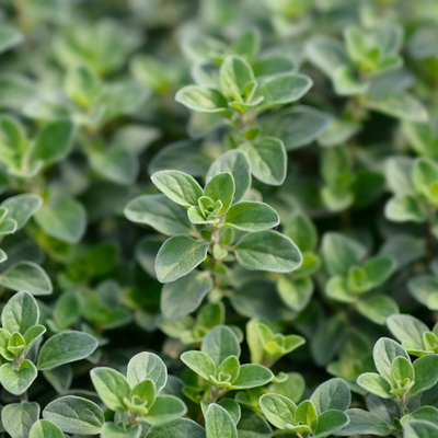 Sweet Marjoram