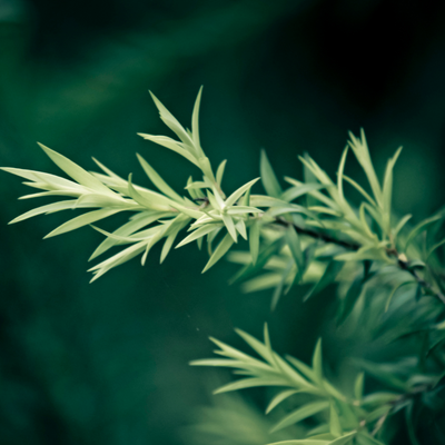 Tea Tree