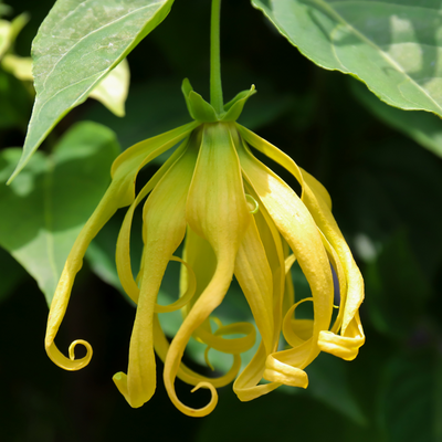 Ylang Ylang