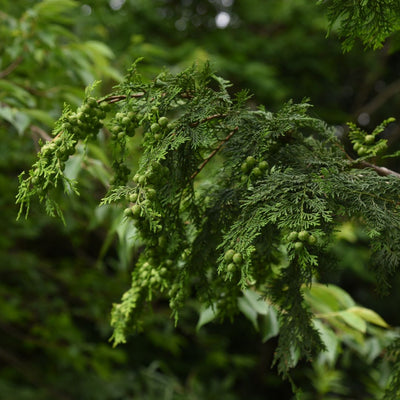 Hinoki Wood