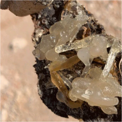 Frankincense